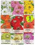 Seed Needs Zinnia Seeds for Planting California Giants Zinnias - Collection of 9 Individual Heirloom Seed Packets - Grow a Butterfly Garden to Attract Butterflies, Bees & Other Pollinators