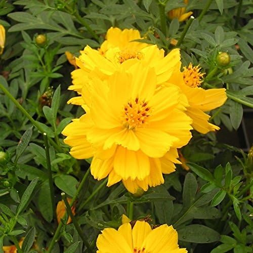 Non GMO Bulk Sulphur Cosmos Seeds - Yellow Cosmos sulphureus (10 lbs)