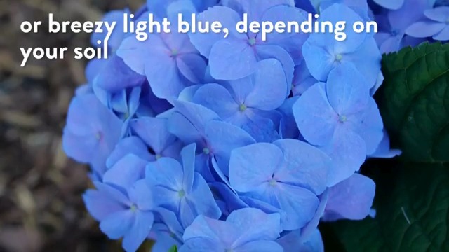 Amazon.com : Proven Winners 2 Gal. Let's Dance Skyview Hydrangea
