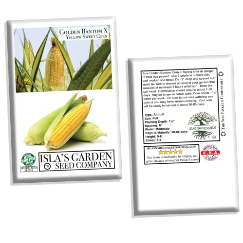 Golden X Bantom Corn Seeds For Planting, 50+ Heirloom Seeds Per Packet, (Isla's Garden Seeds), Non Gmo Seeds, Botanical Name: Zea Mays, Great Home Garden Gift #TOP4