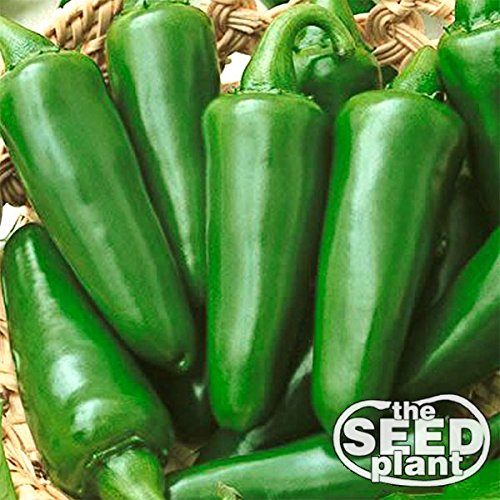 Tam Jalapeno Seeds - 150 Seeds Non-GMO Tam Jalapeno Seeds - 150 Seeds Non-GMO