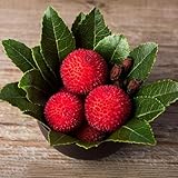 Madroño, perenne resistente - semillas jardín del balcón semillas decorativas orgánicas de jardín de bonsái en 20pcs