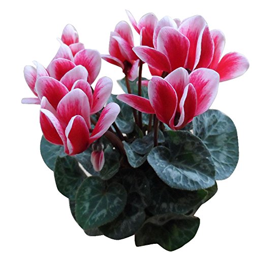 Nema Cyclamen Flower Seeds - Pink And White -100 Seeds (B07BHK2YT1) Amazon Price History, Amazon Price Tracker