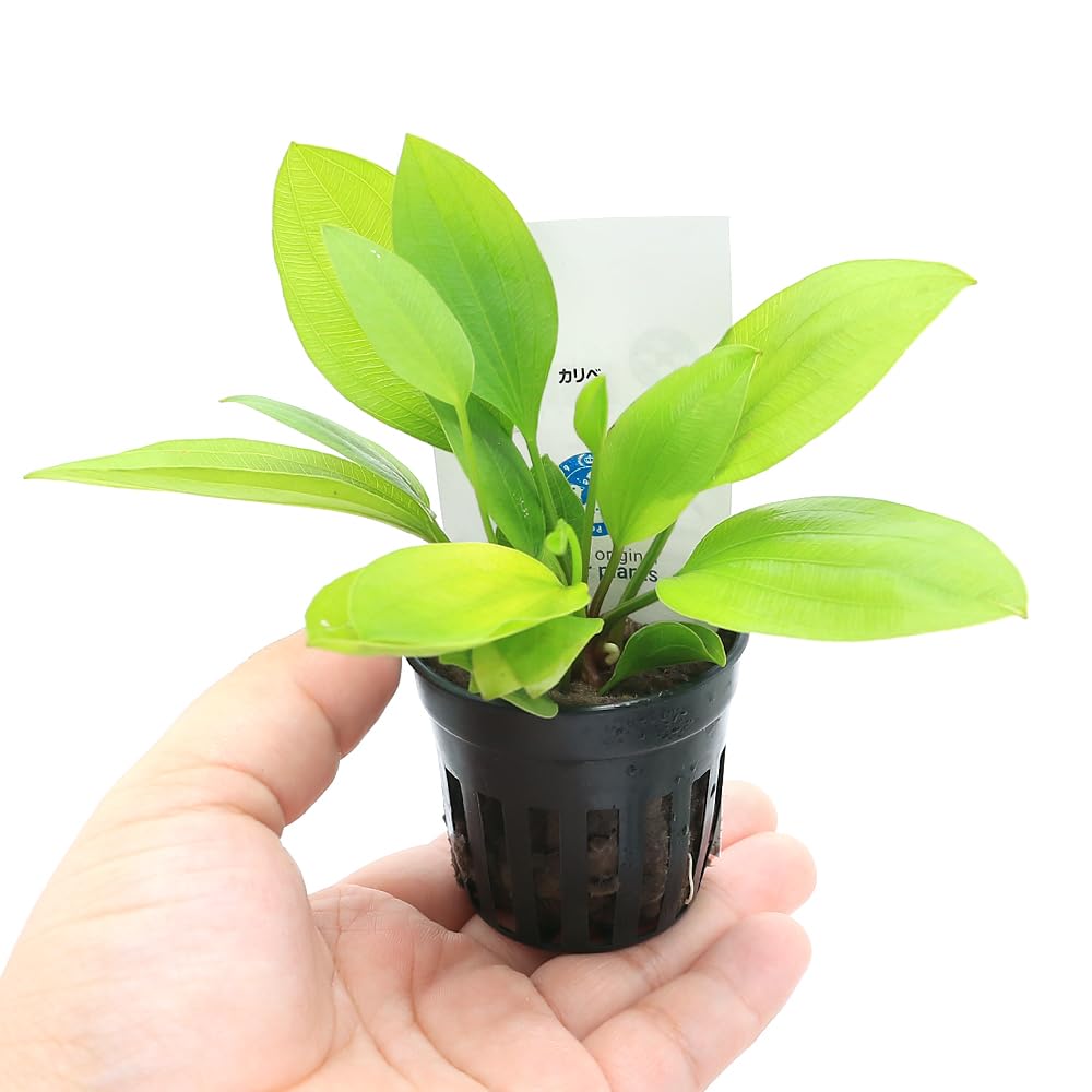 エキノドルス　水上葉　親株　6種類、限定1セットのみ！早いものがち！ 水草）エキノドルス スパイダーネット（水上葉）（無農薬）（1