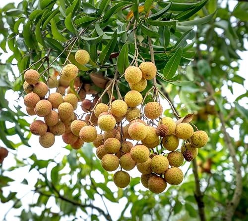 Longan Tropical Fruit Seeds for Planting Outdoor Garden Container, Non-GMO (10)