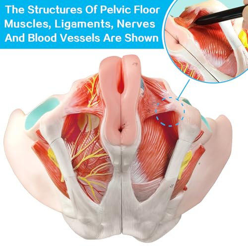 Merinden Human Female Pelvic Floor Anatomy Model, Life Size 4 Parts Female Pelvis Model with Muscles Blood Vessels Nerves Organs and Colorful Manual for Medical Science Education Study or Teaching