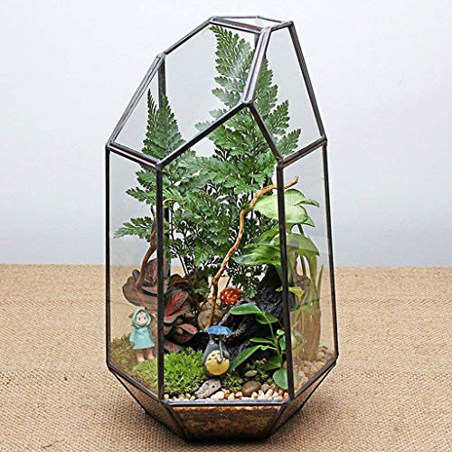 Vase hexagonal en verre pour micro paysage et terrarium de plantes