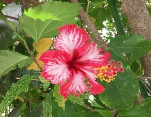ハイビスカス　レッドマジック　苗　南国/沖縄/花木/植物 Amazon.co.jp: ハイビスカス レッドマジック 挿し木用 枝 2本 南国