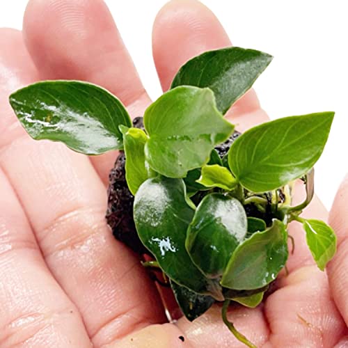 Anubias Nana on Stone Plant