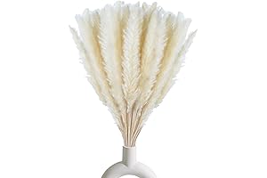 30 Pieces Dried White Pampas Grass for Home Decor
