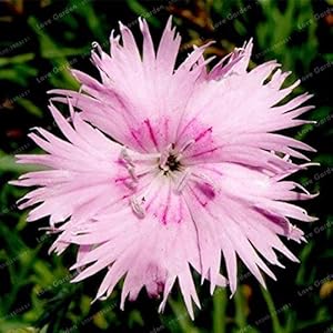 . Vendita caldi Dianthus chinensis Bonsai miscela di colore dei bonsai del fiore Pianta in vaso giardino della casa facile da coltivare 50 Pz: 12: Only Seeds