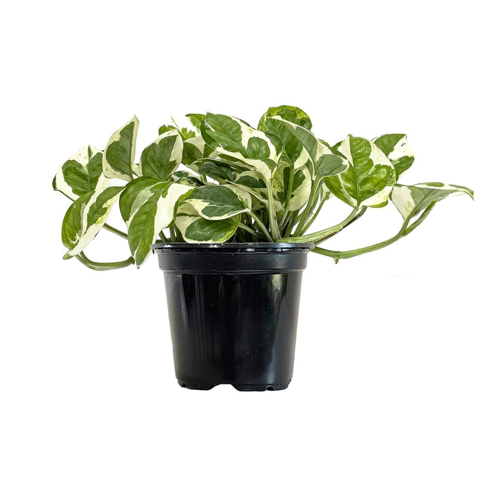 Garden Art Phothos White Variegated Live Plant, Green White Variegated Leaves Indoor Tropical Plant With 4" Nursery Pot (B0B8ZFFJDV) Amazon Price History, Amazon Price Tracker