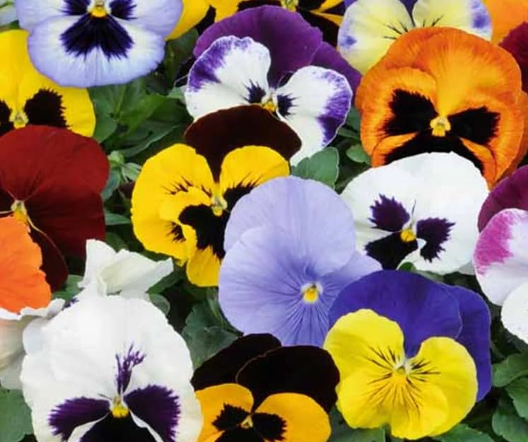 Pansy Mix | 6 Pack of Vibrant Garden Ready Bedding Plants for Pots Containers