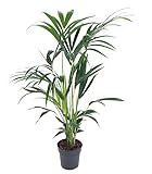 Fresh Plants Zimmerpflanzen -Howea Forsteriana (Kentia) XXL - Elegante Zimmerpalme Ø 19cm, Höhe...