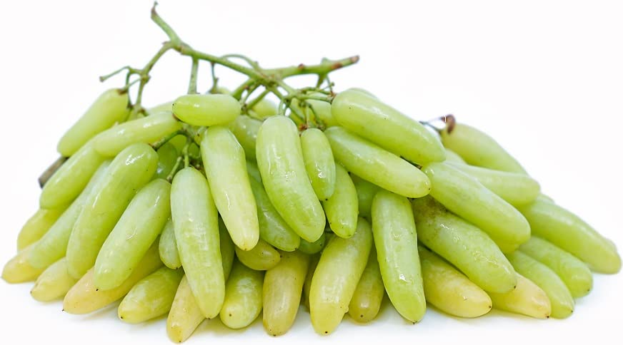 See full amazon price history chart for DIARAA Grape fruit plant - Hybrid Pack of 1 fruit plant Live Moon Drops Green Grape fruit plant In Poly Bag With Verified Quality DIARAA Grape fruit plant - Hybrid Pack of 1 fruit plant Live Moon Drops Green Grape fruit plant In Poly Bag With Verified Quality (B0CH847C26) Amazon Price History, Amazon Price Tracker
