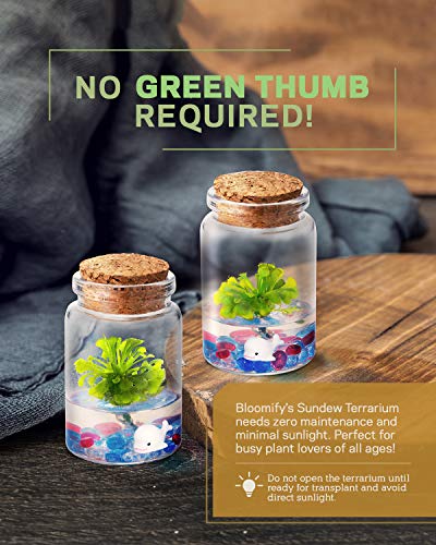 Bloomify Sundew Terrarium - 100% Self Sustaining Drosera Spatulata In Maintenance Free Glass Jar With Unique Terra Gel, Fast And Healthy Plant Growth For Kids And Adults #TOP6