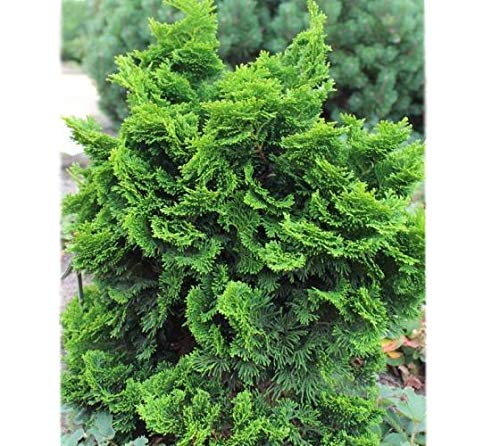 Dwarf Hinoki Cypress