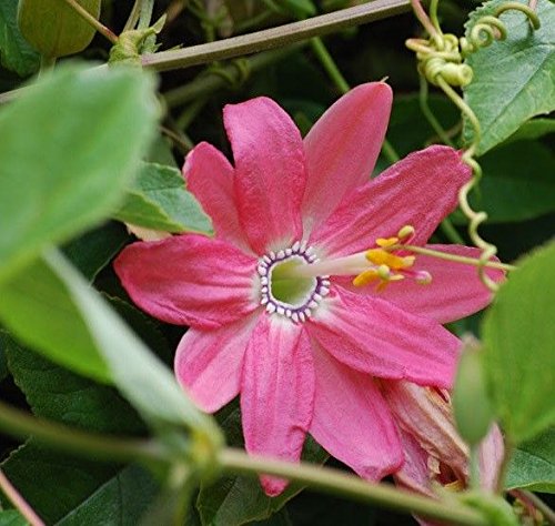 Shoppy Star: 10 Banana Passion Fruit Seed (Passiflora mollissima) a. k. a. Curuba, Banana Poka