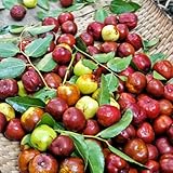 Semillas de azufaifa china - Invernadero interior regalos sostenibles orgánicas jardín resistentes raras 50pcs