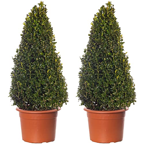 Buchsbaum-Pyramiden - Buxus-Sträucher | 2er-Pack | Immergrüne Topfpflanze 60-70cm