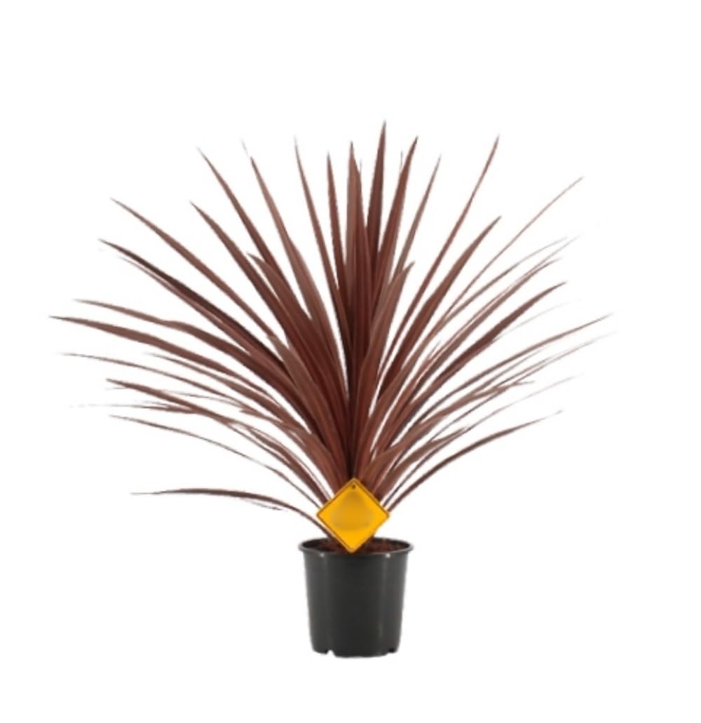 Planta natural Cordyline Red Star, 30-40 cm. Planta exótica de hojas largas rojo burdeos, ideal para jardines y macetas. Segura Garden.