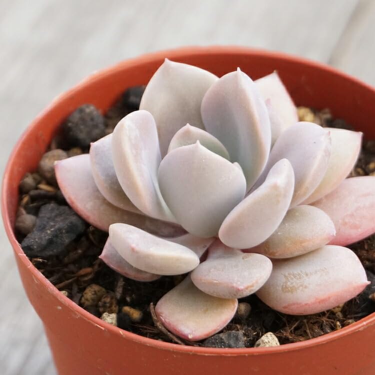Amazon｜パープルクイーン 7.5cmポット 多肉植物 グラプトベリア