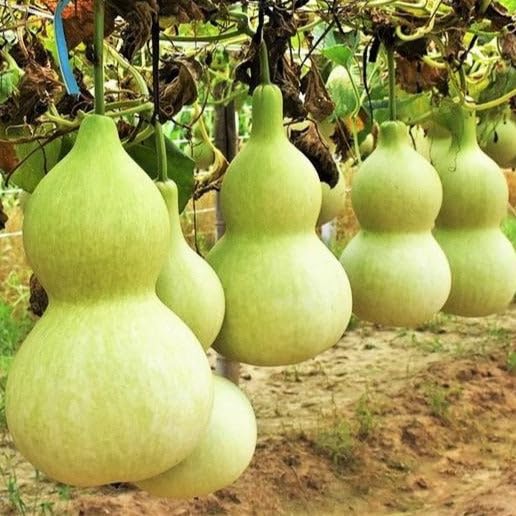 Birdhouse Bottle Gourd Seeds - 20+ Count - for 2025 Planting Hard Shelled Bottle Calabash Chinese Buddha Squash Bird House Pumpkin Heirloom Vegetable Grow Your Own Home Farm Patio