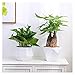 Plants Flower Pots Outdoor Indoor Garden Planters Ceramic Plant Containers with Drain Hole Modern Flower Pot for All House Plants Flowers Herbs Gardening Pot (Size : Brass)