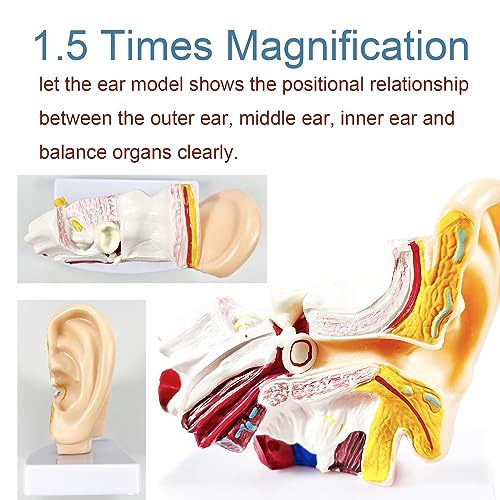 Image of 1.5 Times Human Ear Anatomy Model with Base | Professional PVC Outer Middle Inner Ear Structure Simulation Model for Teaching Demonstration