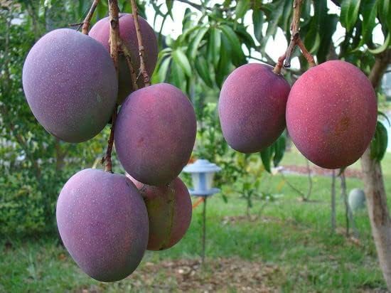 Tommy Atkins Mango Plant (Grafted Plant Height 2-3 Feet) Hybrid 1 Healthy Live Frout Plant For Home Garden Fruit After 2-3 Years Grafted Mango Live Tree