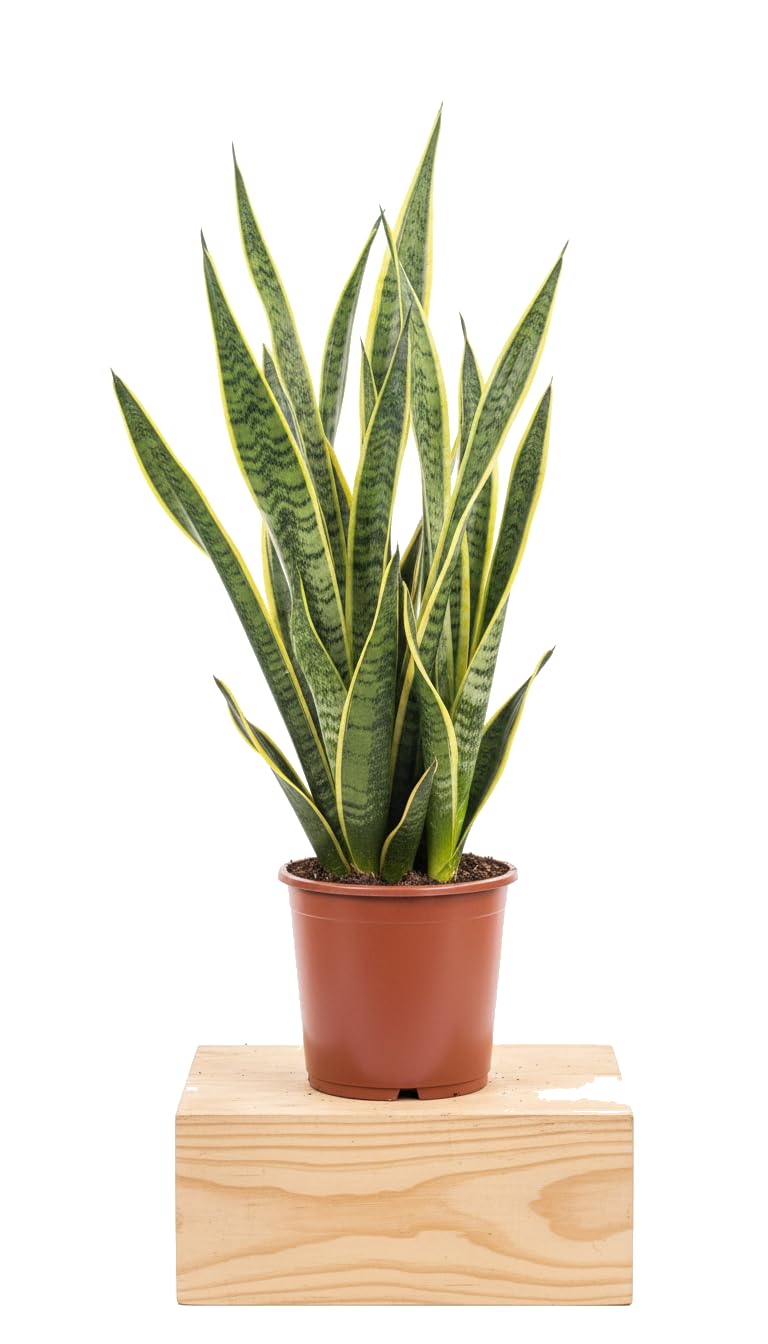 DECOALIVE Espada de San Jorge Sansevieria Trifasciata Laurentii Maceta de 17 Centímetros Planta Decorativa para Hogar y Negocio 50-55 cm