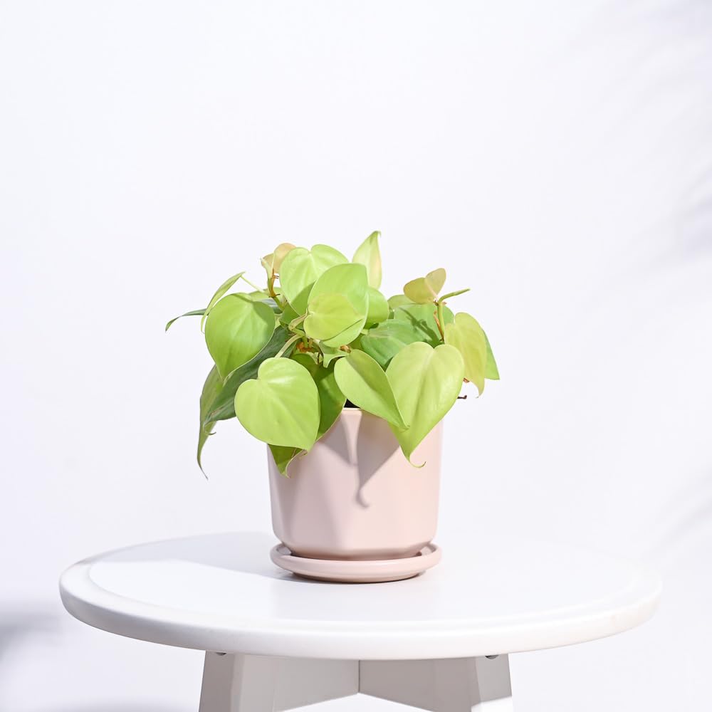 UGAOO Diamond Ceramic Pot |Indoor Ceramic Planter for Home, Office, Garden, Balcony - Dusty Rose (4 Inch)-image-44