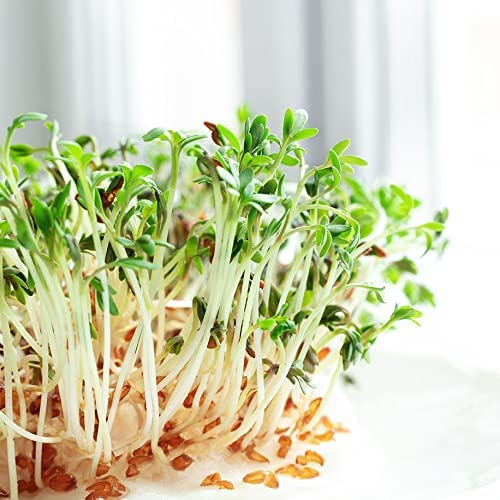 Gaea's Blessing Seeds - Curled Cress Seeds (3.0G) - Non-Gmo Seeds With Easy To Follow Planting Instructions - Heirloom Garden Cress - Pepper Cress - 93% Germination Rate #TOP2