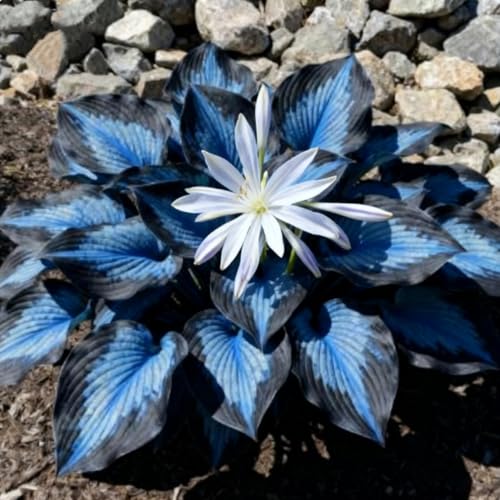 Wgchterg Ornament-hosta-Midnight Blue Heart Hosta-Fast Growth -Perfect for Garden Landscaping-4rhizome-D