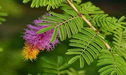 Vamsha Nature Care Live Shami Tree Indoor Outdoor Plant (small, 5-7 inch)
