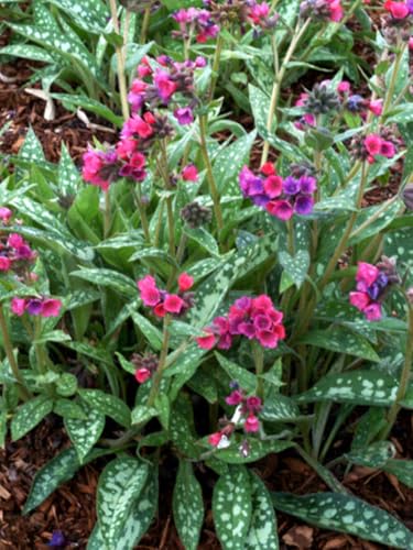 Perennial Farm Marketplace Pulmonaria x 'Raspberry Splash' (Lungwort) Groundcover, Size-#1 Container, Hot Pink/Purple Flowers