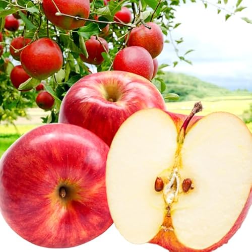 ��� 5kg �܏��쌴�̃o�J���܂�� �T���ӂ� ���ƒ�p �X�Y �H�i