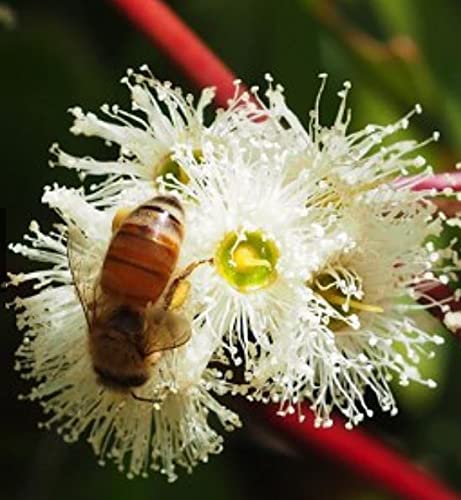 Miniatura 3 de Fewster's Farm TA 20+ Miel Jarrah de 17.64oz - La miel Jarrah es néctar recogido por abejas de las flores del árbol Jarrah.