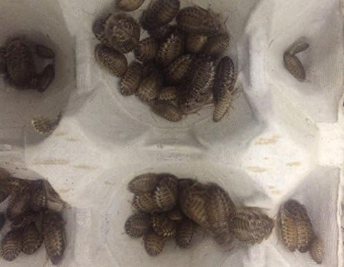 Livefood UK 30 x Live Feeder Cockroach Blaptica Dubia Small size 10-20mm Roach