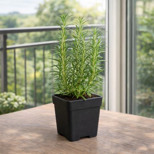 UGAO BHARAT Rosemary Live Plant - Image 3