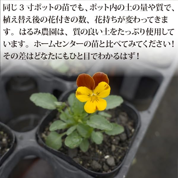 Amazon.co.jp: ビオラ 花苗 ブルー 寒色系 ブルー 紫 青 パープル 24個