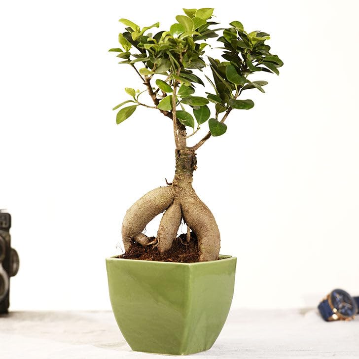 Ficus Ginseng Bonsai Live Indoor Air Purifying Plant qa6 | Easy Care, Home & Office Decor, Dwarf Ficus Microcarpa, Lucky Plant, Pack of 1-image-42