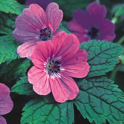 seedsown - Semillas de Geranio Rubifolium