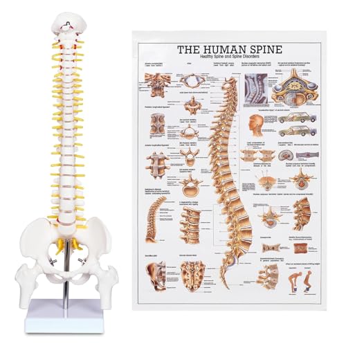 Image of breesky Human Spine Mini Model, 17'' Spine Anatomy Model with Nerves, Vertebra Model with Stand for Medical Students, Osteopaths and Chiropractors