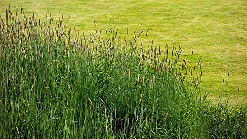 Timothy (Climax) 2,000 Seeds, Cover Crop, Hay Grass, Deer, Wildlife Food Plot Seed