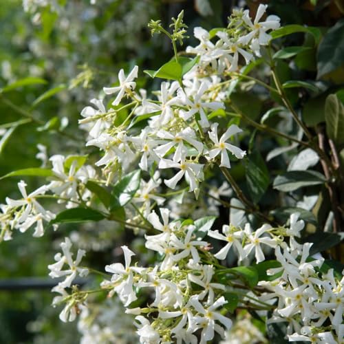 Image of Trachelospermum jasminoides - Star Jasmine Plant, Fragrant Evergreen Climber – 2X 3 Litre Potted Plant by Thompson & Morgan