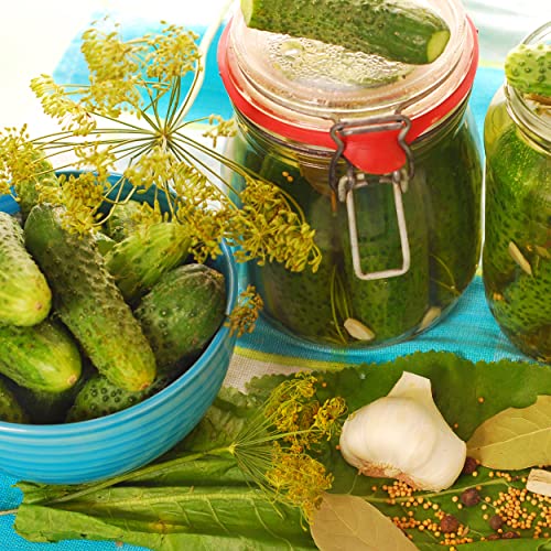 The Old Farmer's Almanac Organic Dill (Bouquet) Seeds - Approx 750 Seeds - Certified Organic, Non-Gmo, Open Pollinated, Heirloom, Usa Origin #TOP5