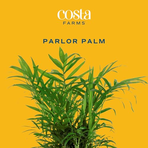 Image of Costa Farms Parlor Palm Live Plant in Plastic Pot, Air Purifying Indoor Houseplant, Perfect for Home, Room, or Office Decor, Great House Warming or Birthday Gift, 14-18 Inches Tall