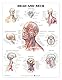 Anatomische Wandkarte - Anatomical Chart Co. - Poster - Anatomische Wandkarte