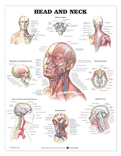 健康・医学 Clinical Anatomy of the Head Head & Neck Anatomy Poster | Head Muscles Bones Chart – AnatomyStuff